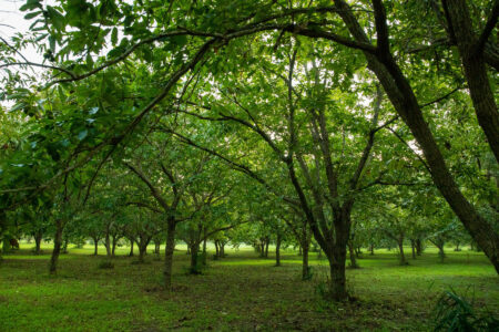 Maximize Wildlife Attraction: Essential Steps to Successfully Plant Dunstan Chestnut Trees Image